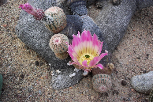 echinocereus pectinatus